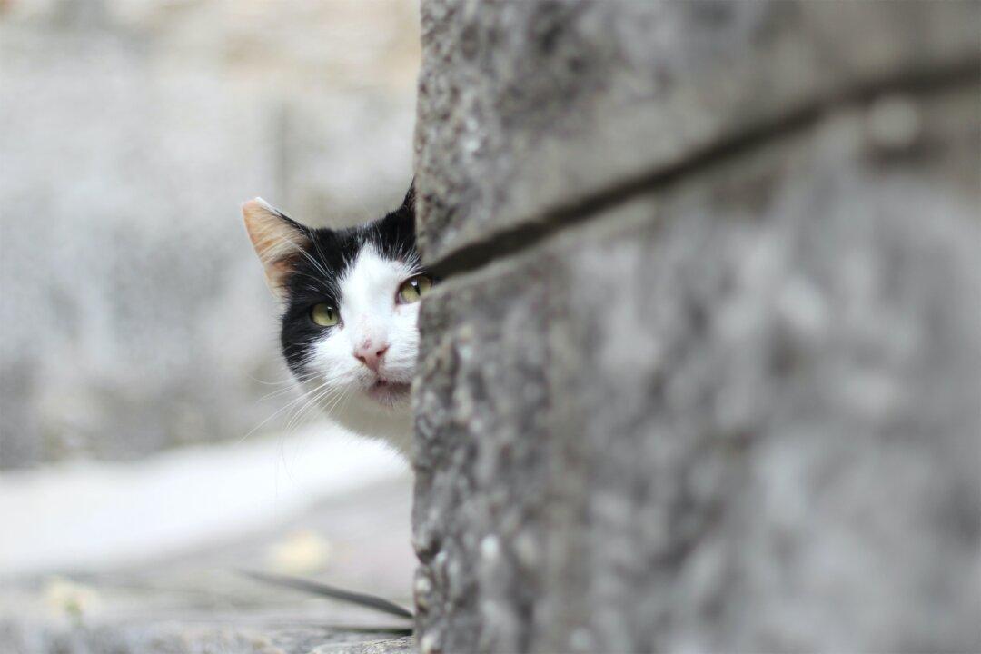 What is Cat Anxiety?