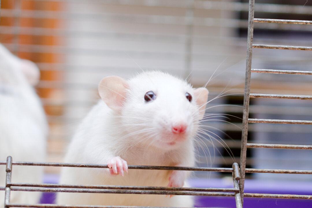 Exercise Hormone Stops Parkinson’s Symptoms in Mice