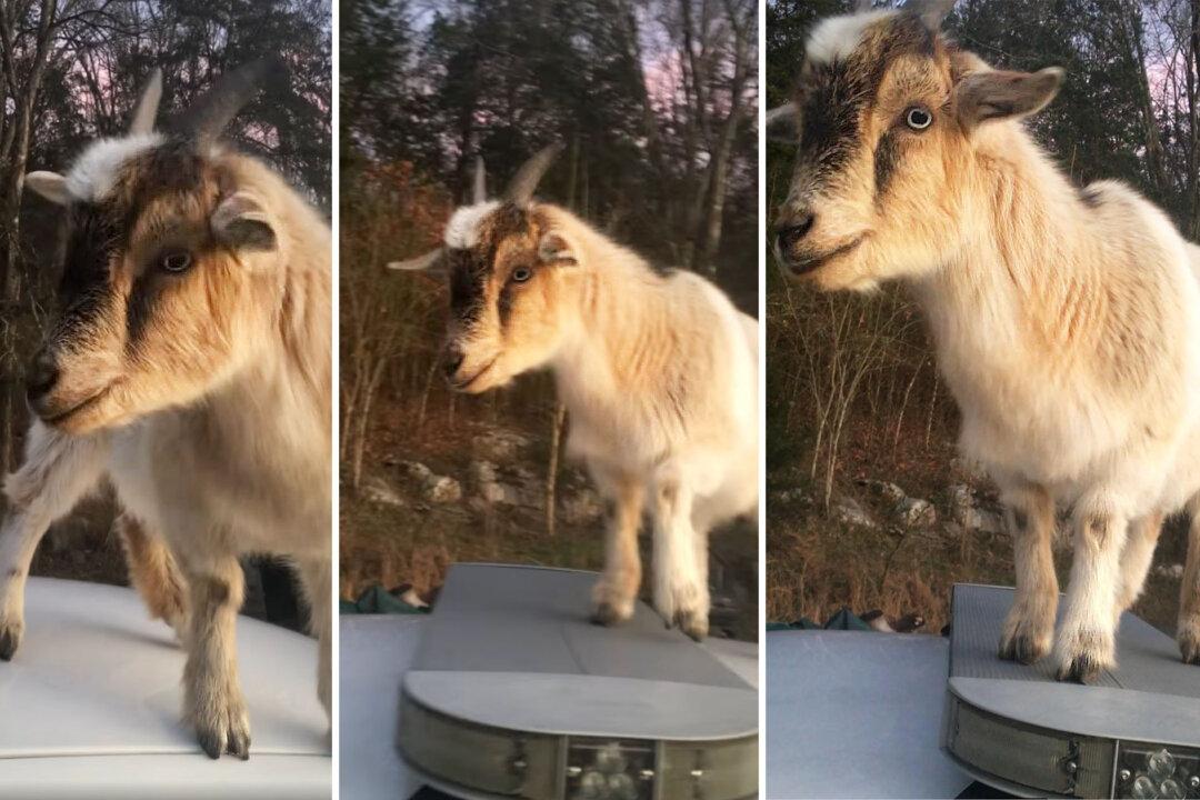 VIDEO: Deputy Leaves Car Door Open, Finds Goats on Roof, Inside Munching Paperwork, ‘Don’t You Eat That!’