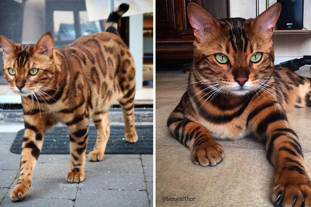 PHOTOS: Bengal Cat’s Majestic Coat Makes Him Look Like Half Tiger and Half Leopard