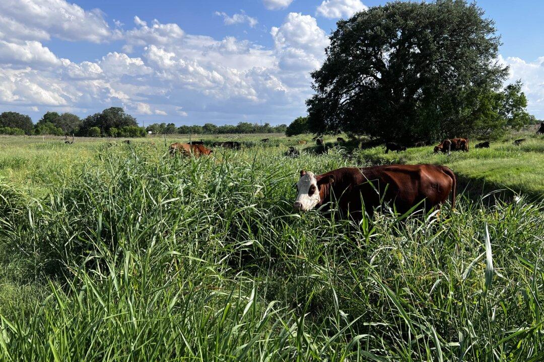 Cattle Farmer Says New Livestock Grazing Method Could Save Grasslands, Reverse Desertification