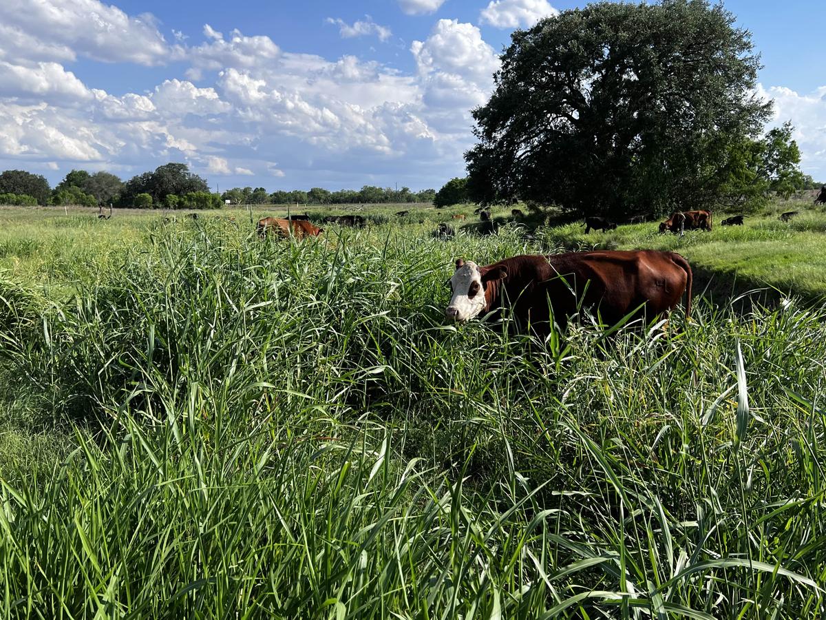 Cattle Farmer Says New Livestock Grazing Method Could Save Grasslands, Reverse Desertification