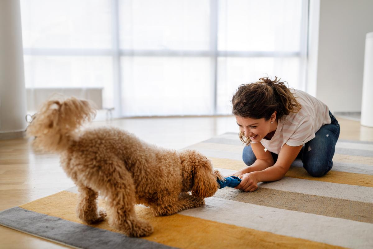 Anxious Dog? Learn To Play The Stress Away!