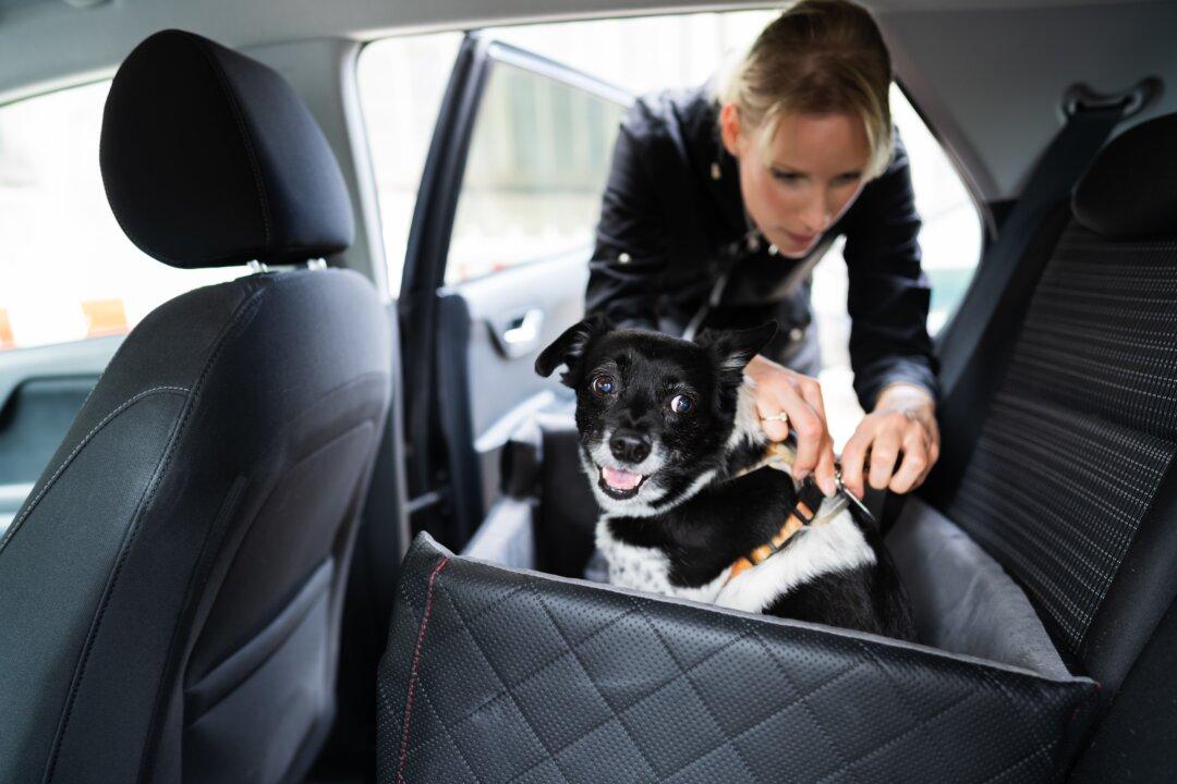 Dog Vehicle Safety and Pet Diabetes