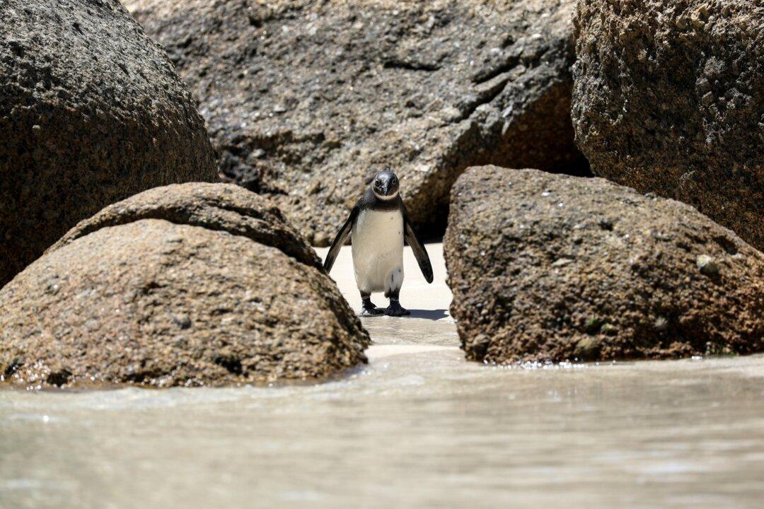 Avian Flu Outbreak Detected Among Cape Town’s Penguin Colony at Boulders