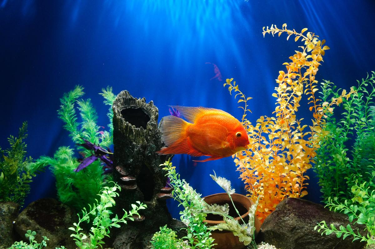 Aquatic Life: How To Set Up A Fun Freshwater Tank