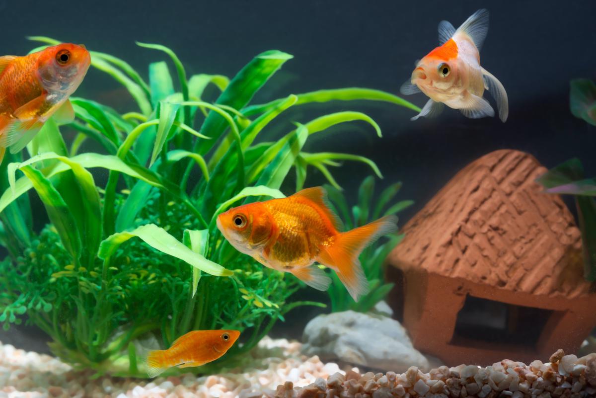 (Sergii Figurnyi/Shutterstock)