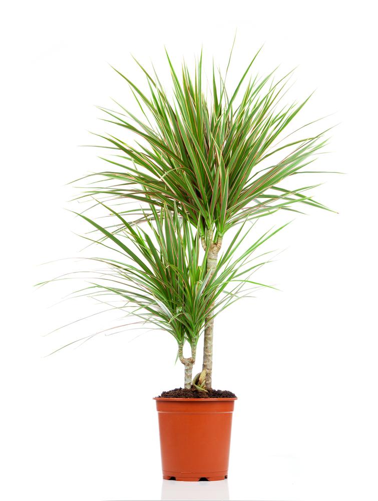 Dracaenas can be a bit fussy about water, but that didn't stop NASA from favoring them for air quality. (motorolka/Shutterstock)