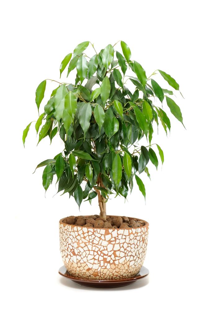 The weeping fig is a great option for an indoor tree. (Imageman/Shutterstock)