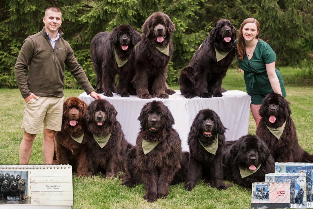 Couple With 9 Newfoundland Dogs Plan Calendar Photo Shoot Every Year—The Results Are Adorable