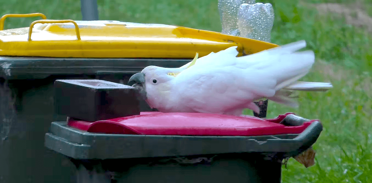 Australian Cockatoos Overcome All Odds to Bust Into Bins