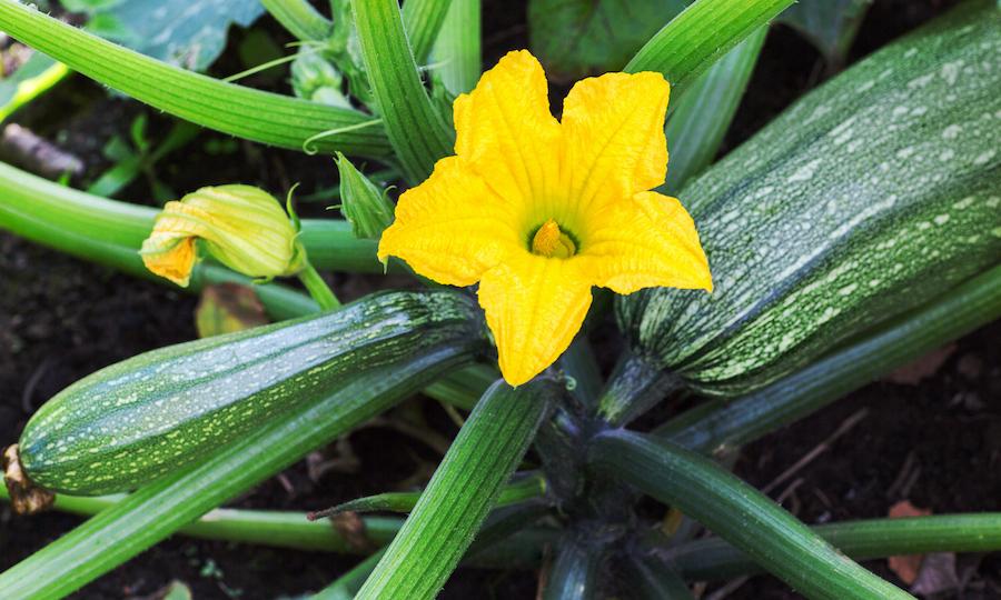 Zucchini: The Superfood Growing in Your Garden