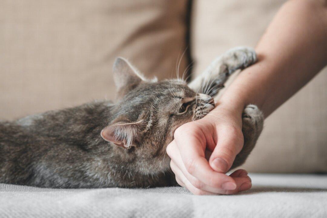 How to Stop a Cat From Biting