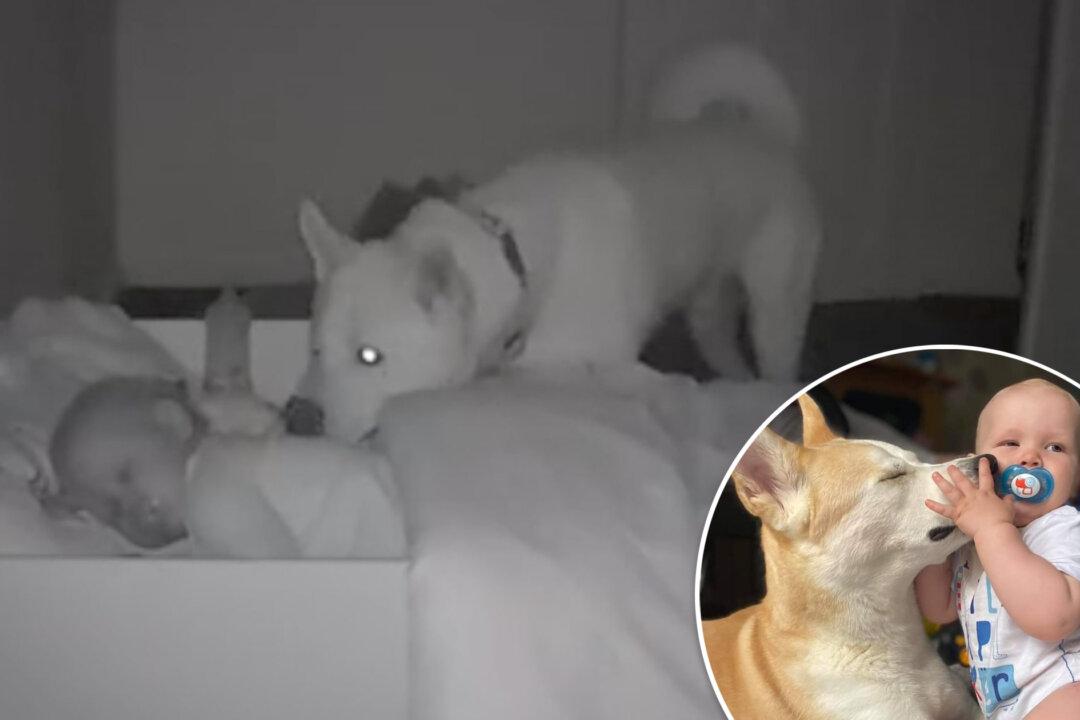 Baby Monitor Captures Devoted Dog Checking If His Toddler Friend Is Safe Each Night
