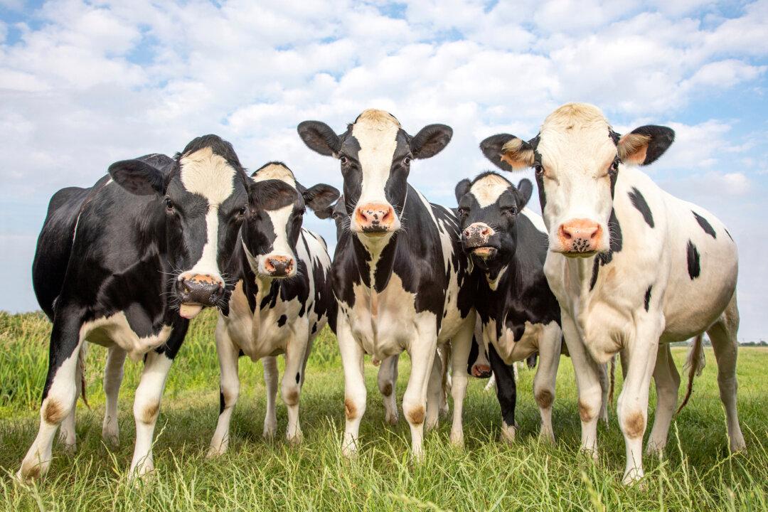 Warning: Gene-Edited Meat Products Coming to Supermarkets Near You