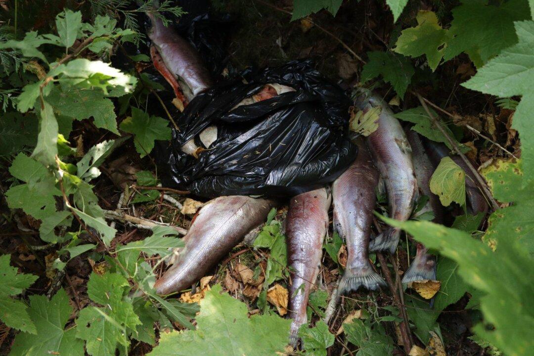 Poaching Fears as Fraser River Salmon Are Dumped to Rot, Even as Returns Slump