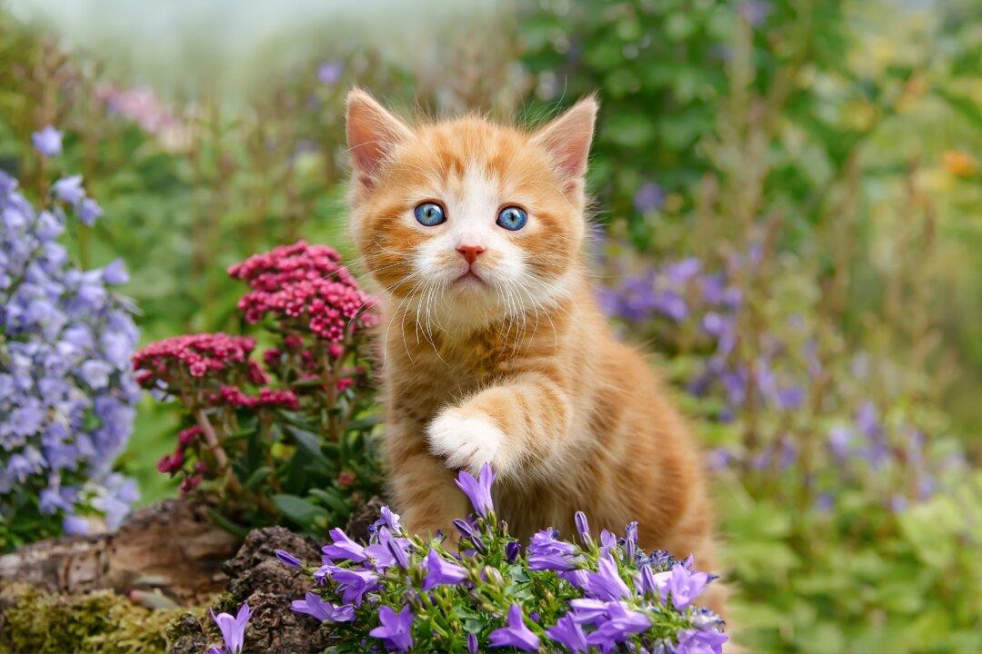 Cats Are Resistant to Tetanus