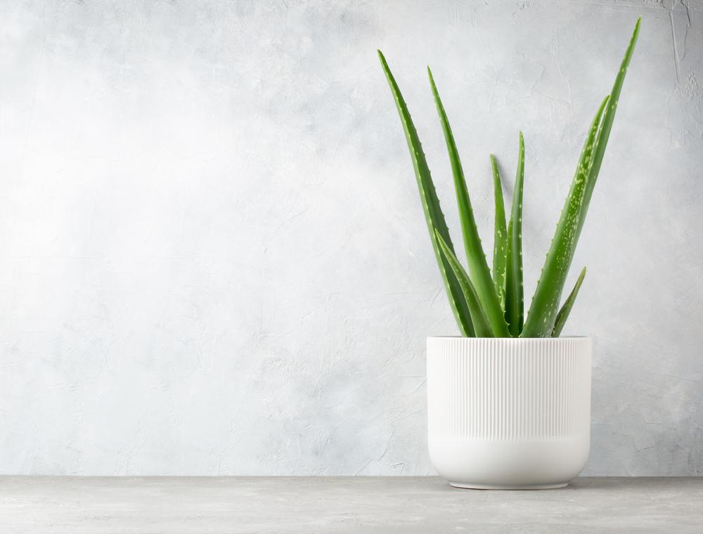 The polyphenols and other compounds in aloe gel act as an antiseptic. (Eirene Fagus/Shutterstock)