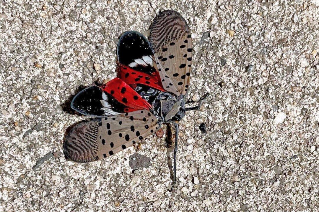 Canadian Food Inspection Agency Raises Alarm as Spotted Lanternfly Pest Nears Border