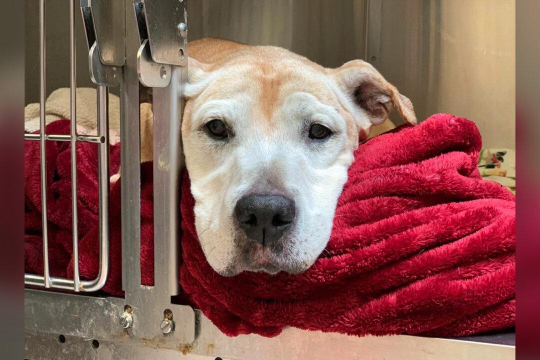 Sad Senior Dog Was Left to Be Put Down, Then a Vet Saw Her Photos: ‘She Was Mostly Depressed’