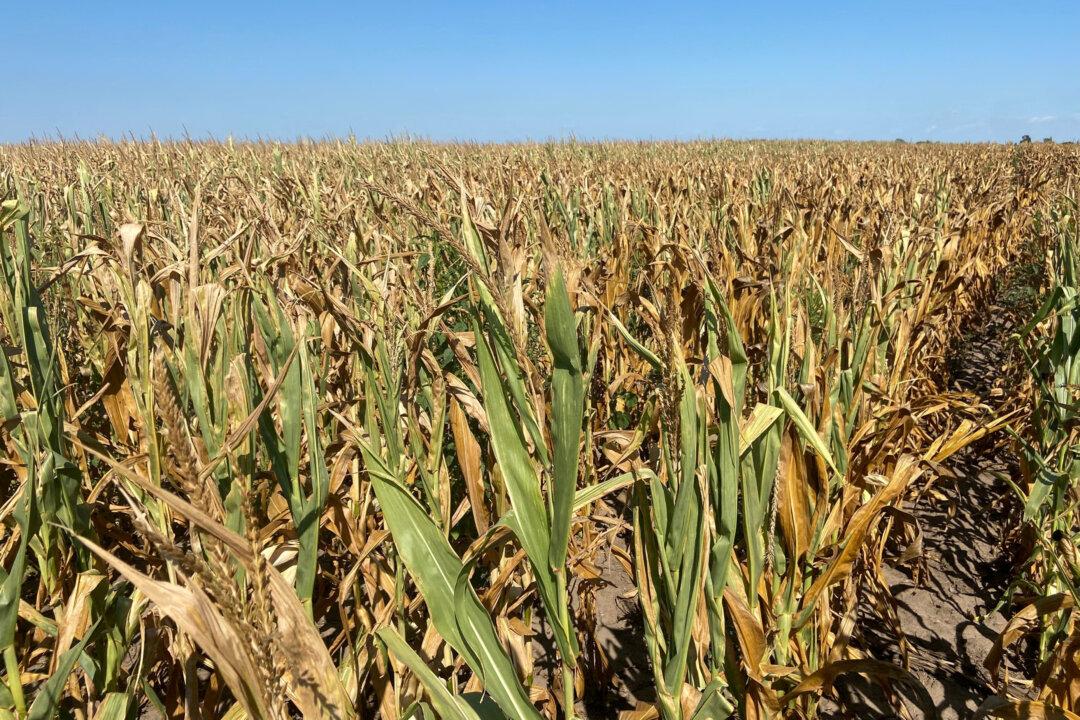 Droughts, Ukraine War Push Global Grain Stocks Toward Worrying Decade Low