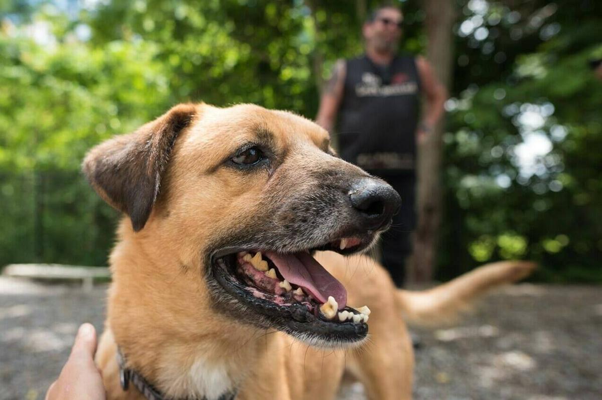 Canada to Close Borders to Dogs From More Than 100 Countries Over Rabies Concerns