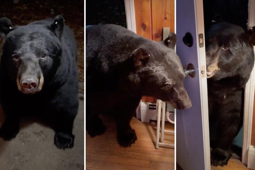 VIDEO: New Jersey Woman Asks Intruding Bear to Close the Door for Her, and the Friendly Beast Does