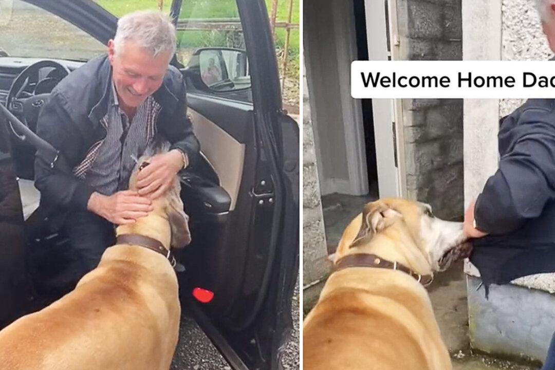 A Real-Life Scooby-Doo: This Great Dane Loves Stealing His 67-Year-Old Owner’s Jackets