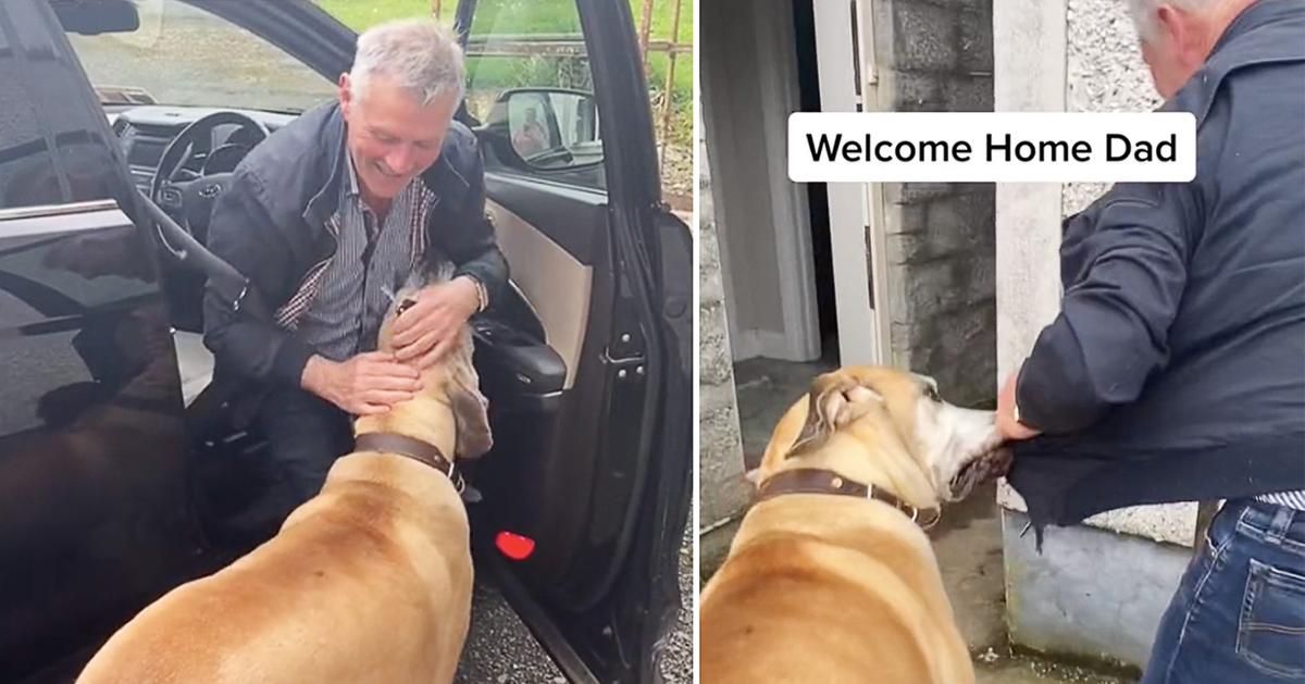 A Real-Life Scooby-Doo: This Great Dane Loves Stealing His 67-Year-Old Owner’s Jackets