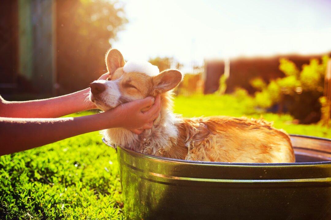 How Often to Bathe Your Pets