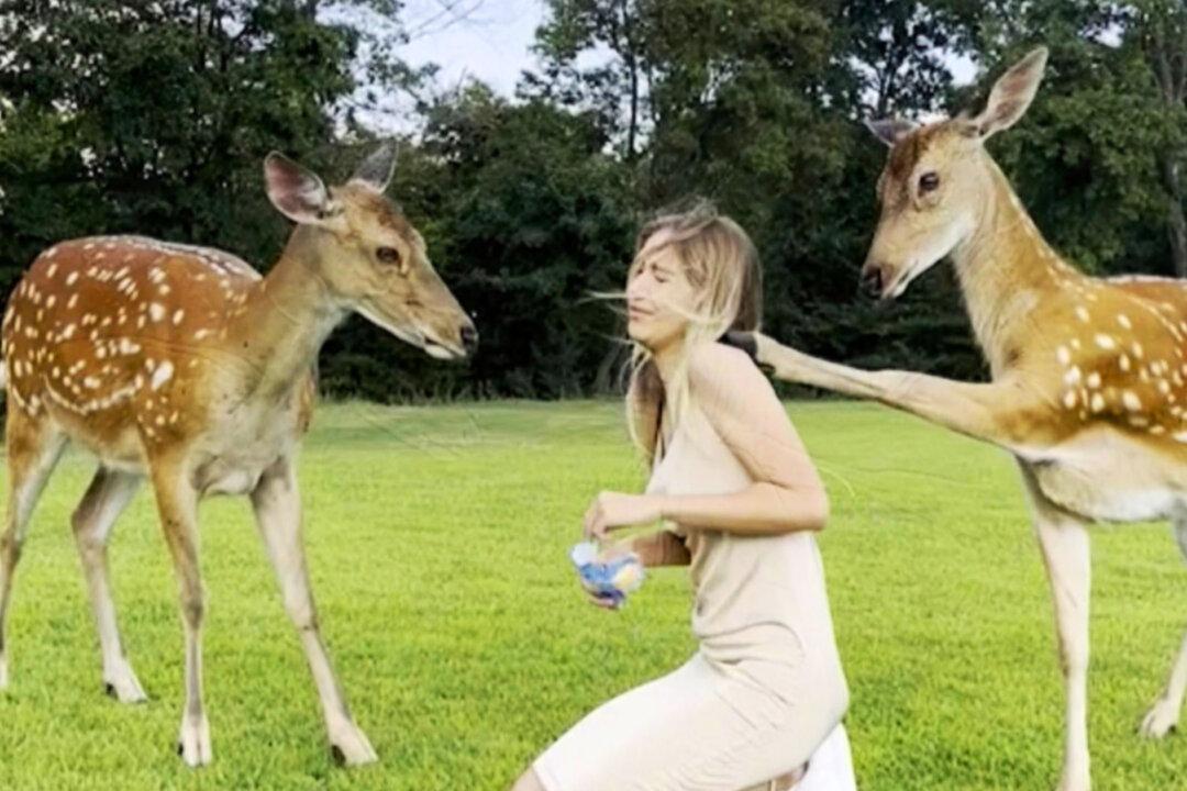 PHOTOS: Hungry Deer Thumps Ukrainian Woman on Elbow and Shoulder for Cookies