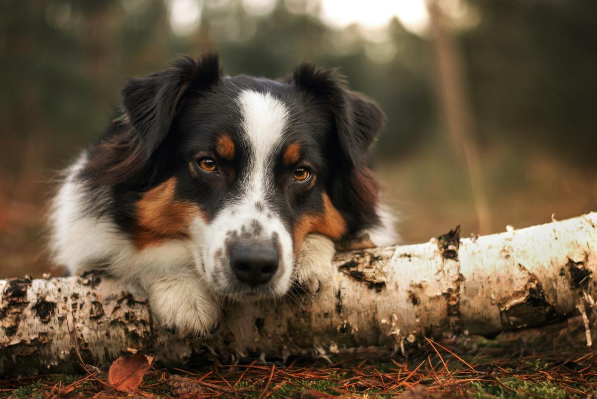 Mammary Tumors Common in Unsterilized Female Dogs