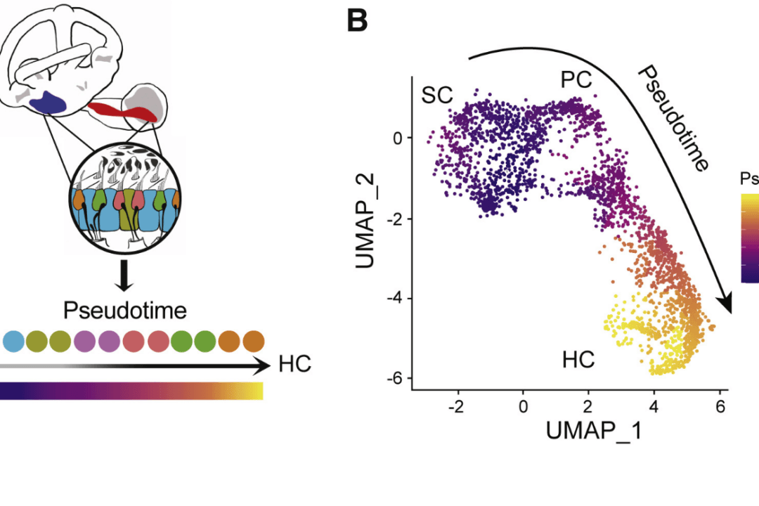 Zebrafish Help Scientists Understand Hearing Restoration