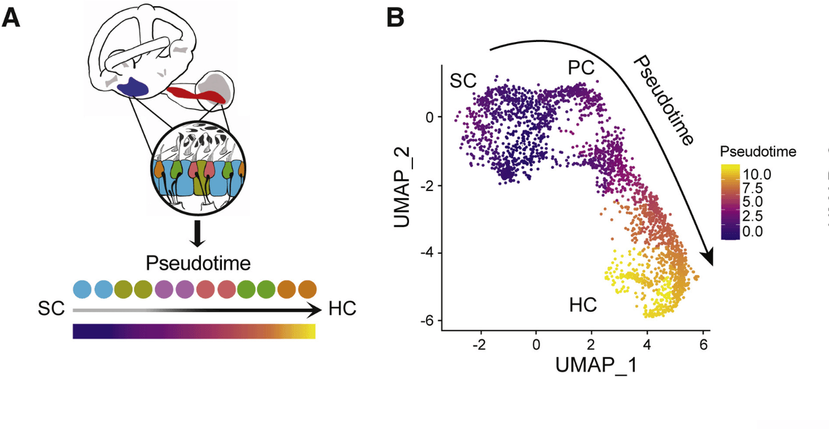 Zebrafish Help Scientists Understand Hearing Restoration
