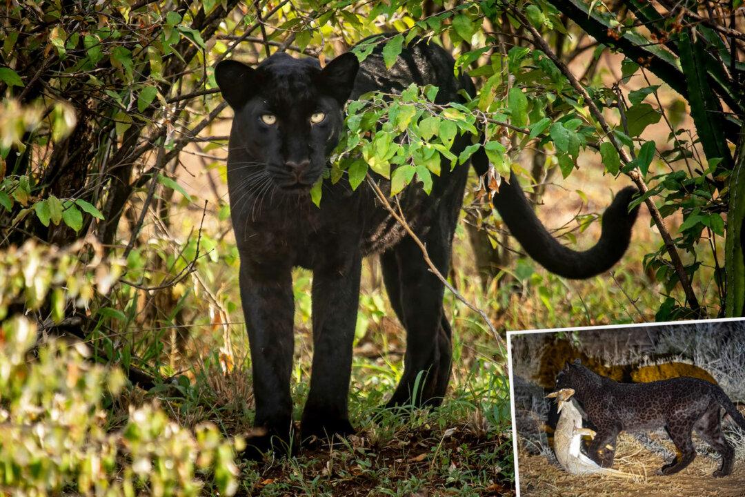 Photographer Captures Incredible Pictures of a Rare Panther Catching Its Prey