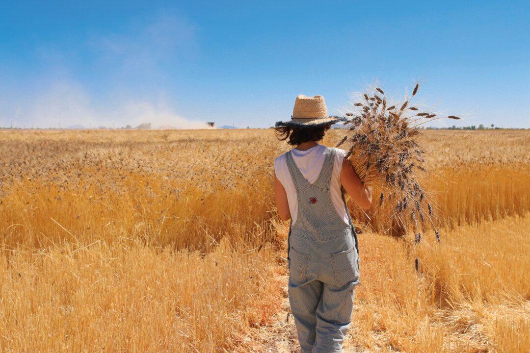 Fields of Arizona Gold: Hayden Flour Mills is on a Mission to Save America’s Heritage Grains From Extinction