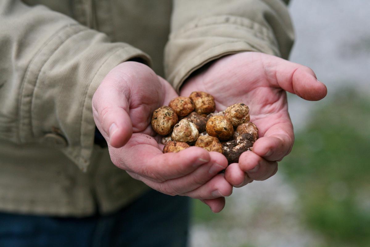 Why Oregon’s Wild Truffles Can Rival Their European Counterparts