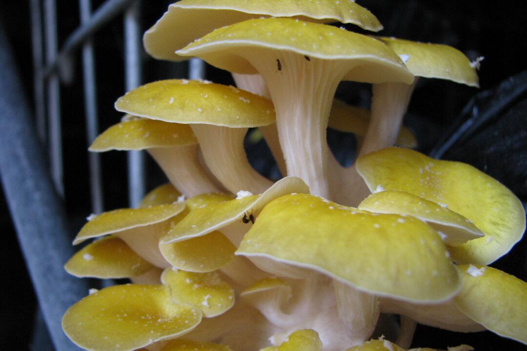 How to Grow Your Own Mushrooms at Home