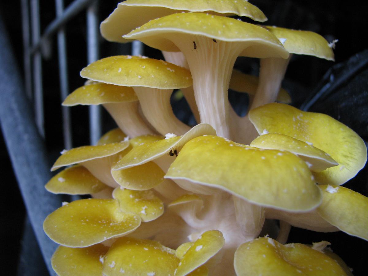 How to Grow Your Own Mushrooms at Home