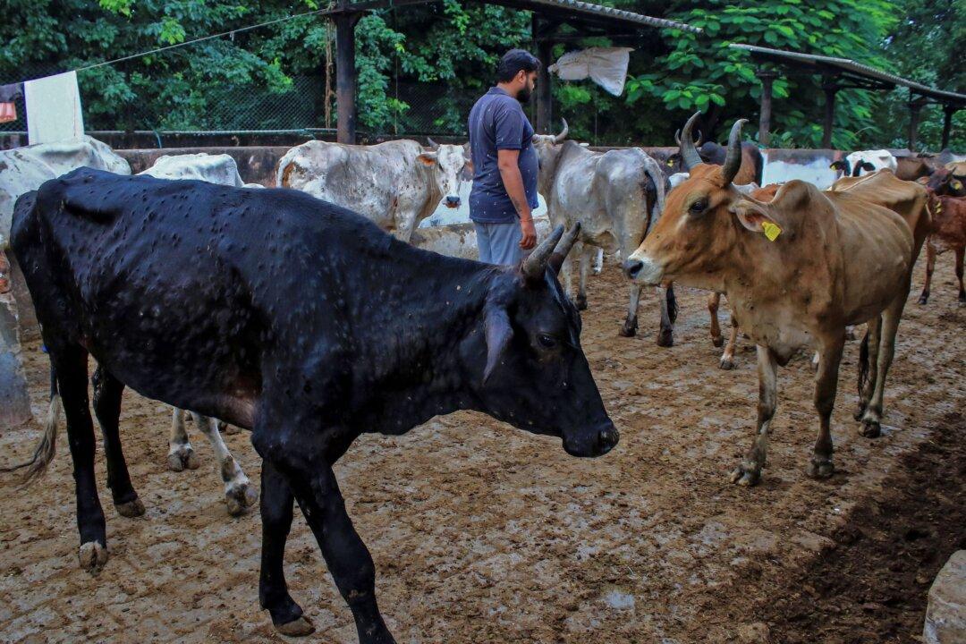 Virus Kills 100,000 Cattle in India, Threatens Livelihoods