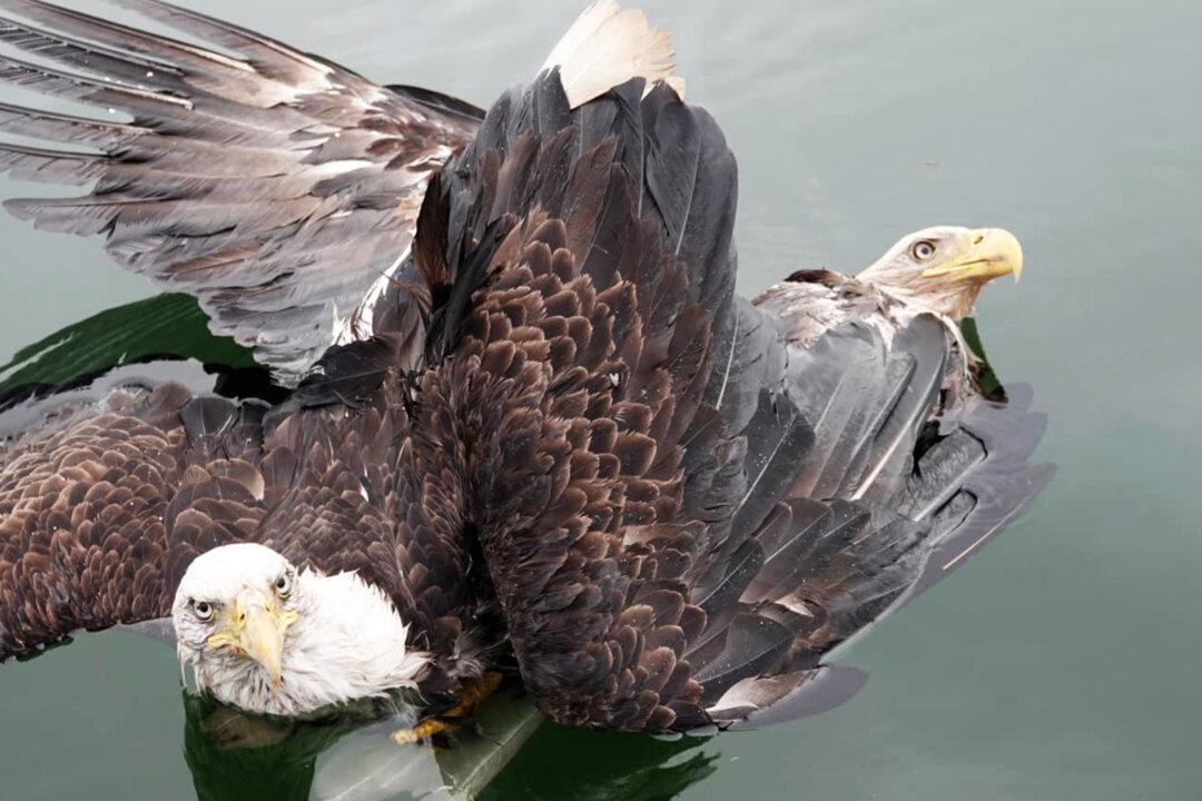 Couple Rescues Pair of Bald Eagles After Tangled ‘Death Spiral’ Into Maine River