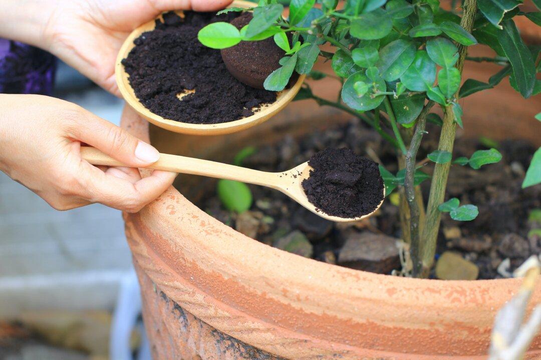 Clever Ways to Reuse Coffee Grounds