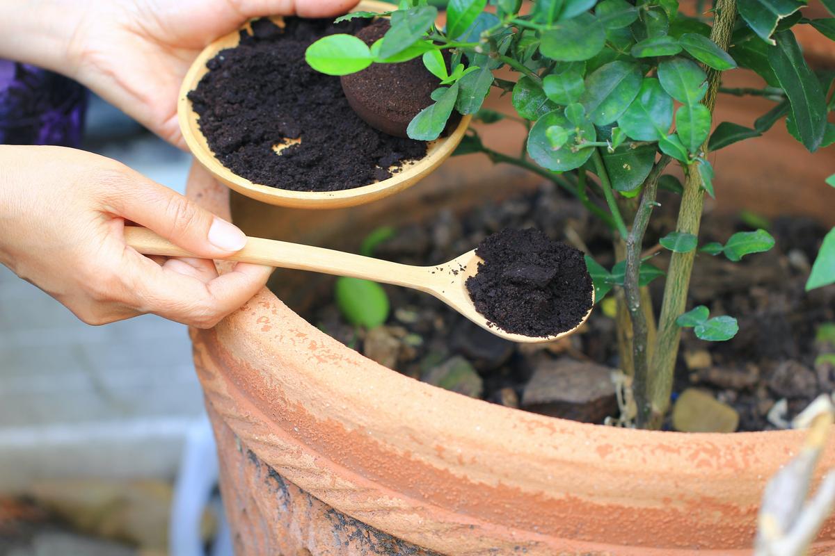 Clever Ways to Reuse Coffee Grounds