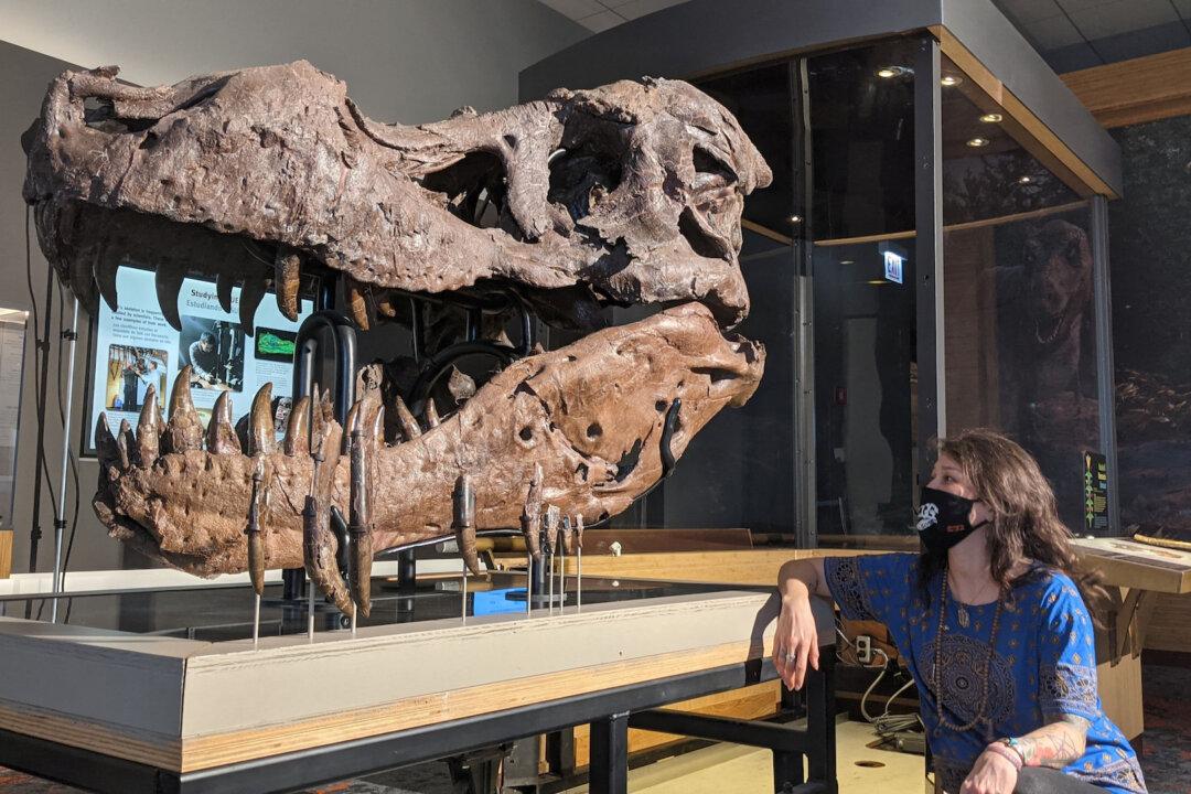 American Paleontology and the Discovery of Tyrannosaurus Rex