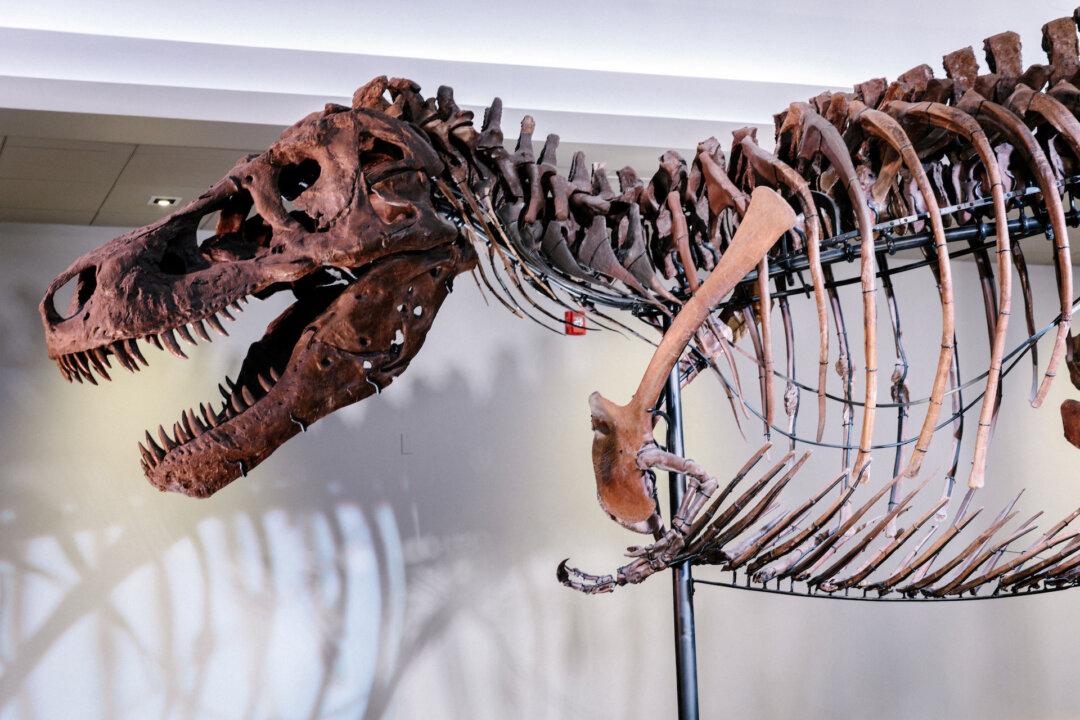 What Caused Holes in Sue the T. Rex’s Jawbone? Scientists Are Stumped