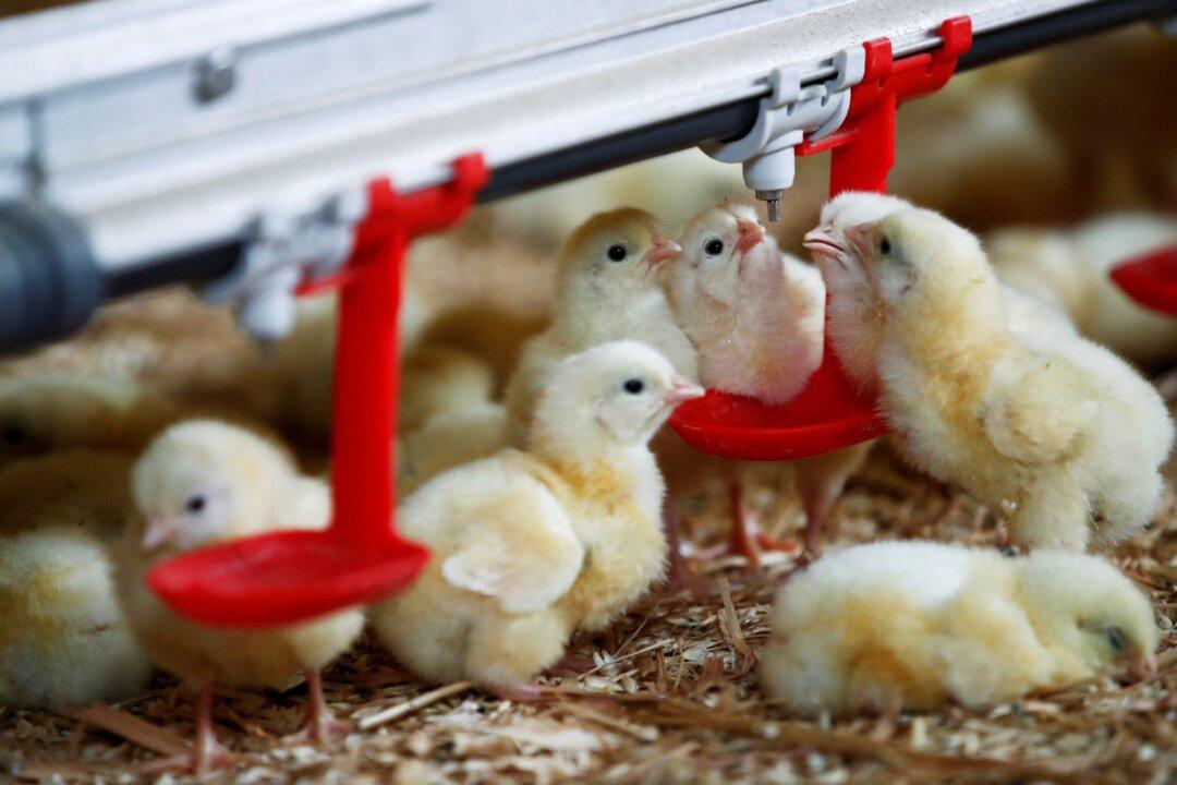 France Raises Bird Flu Alert Level After Resurgence of Virus