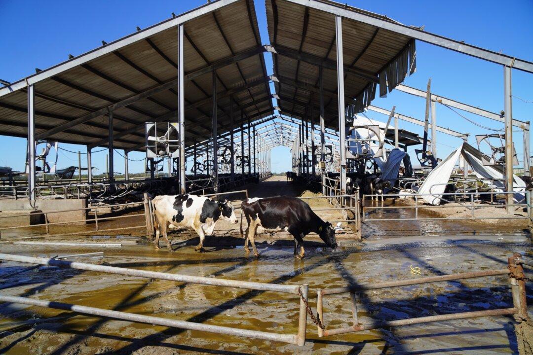 Hundreds of Florida Dairy Cows Perish in Ian’s Savage Wake