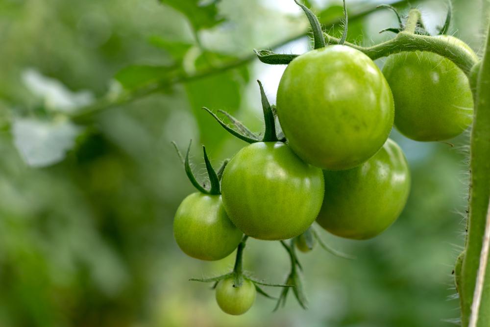 Adventures in Green Tomato Cookery