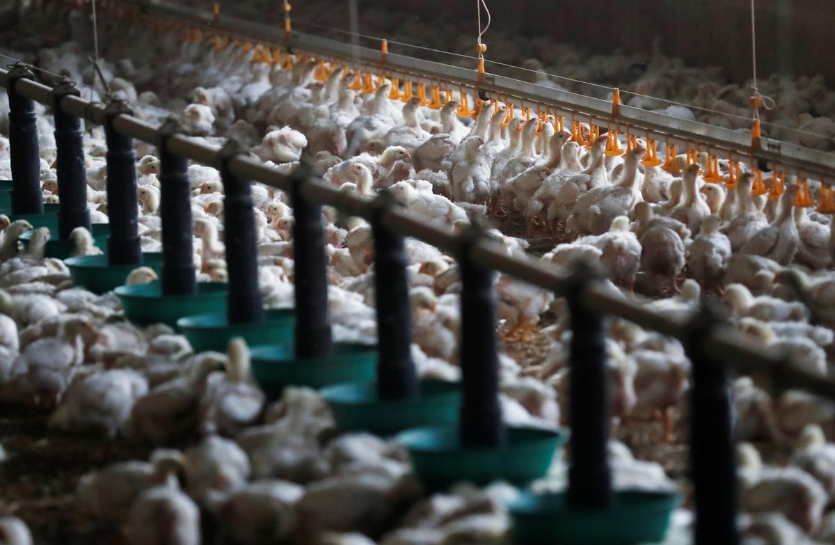 Farmers Group in Tennessee Sue USDA, Allege Illegal Subsidizing of Industrial-Scale Poultry Farms