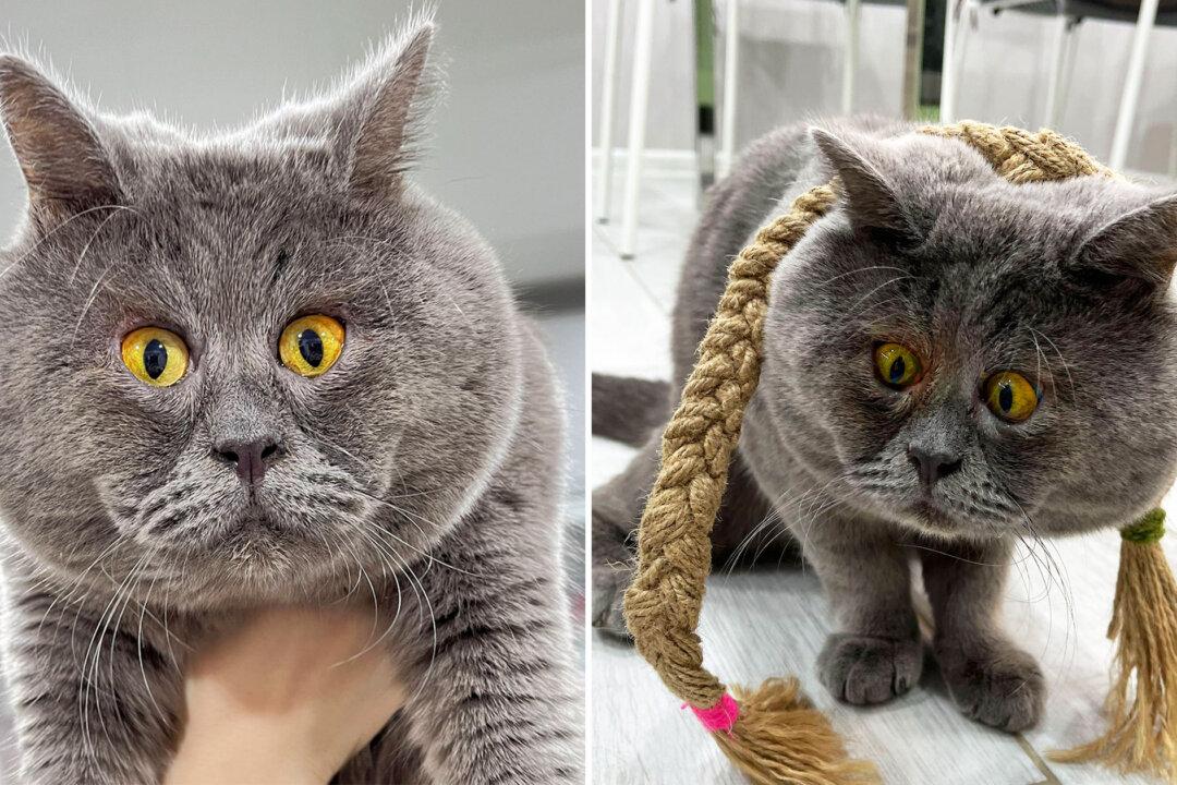 PHOTOS: Cross-Eyed Rescue Cat From Russia Has Gone Viral for His Unusual Stare
